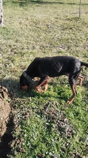 Vînd ciini de vînătoare de mistreț .  - imagine 3