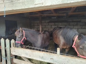 Vând mânz armăsar  - imagine 4 Vând mânz armăsar  - imagine 4