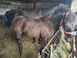 Vând mânz armăsar