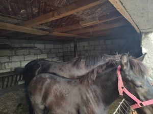 Vând mânz armăsar  - imagine 3 Vând mânz armăsar  - imagine 3