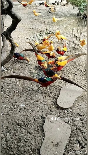 Fazani exotici Constanța  - imagine 5