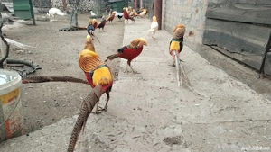 Fazani exotici Constanța  - imagine 2