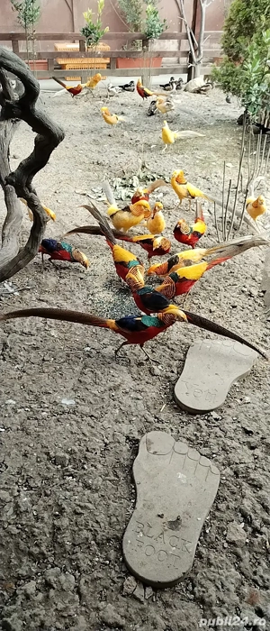 Fazani exotici Constanța  - imagine 4