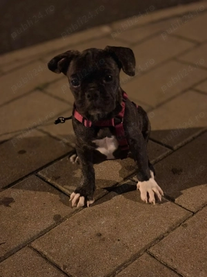 Vand Buldog Francez fetita 3 luni - imagine 2 Vand Buldog Francez fetita 3 luni - imagine 2