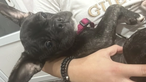 Vand Buldog Francez fetita 3 luni