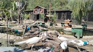 Păuni maturi și tineret. 