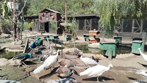 Păuni maturi și tineret.  - imagine 2