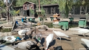 Păuni maturi și tineret.  - imagine 3