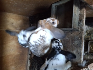 vând 2 femele  - imagine 3