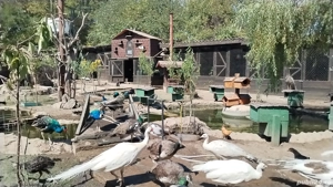 Păuni maturi și tineret.  - imagine 4