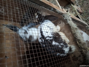 vând 2 femele  - imagine 4