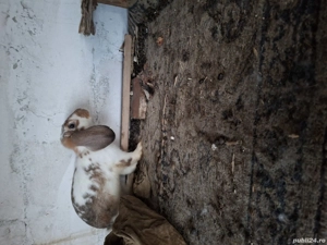 vând 2 femele  - imagine 5