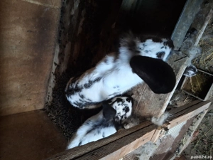 vând 2 femele  - imagine 2