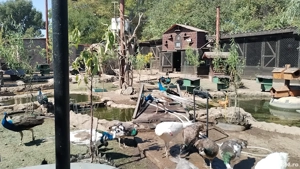 Păuni maturi și tineret.  - imagine 5