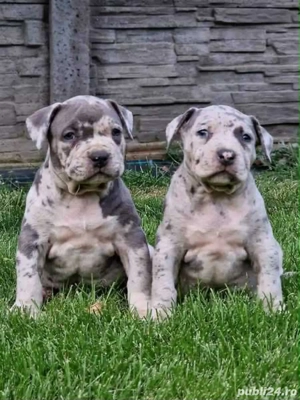 Pui American Bully
