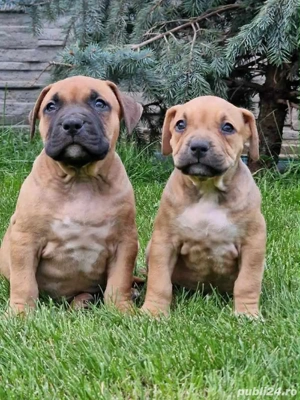 Pui American Bully - imagine 4