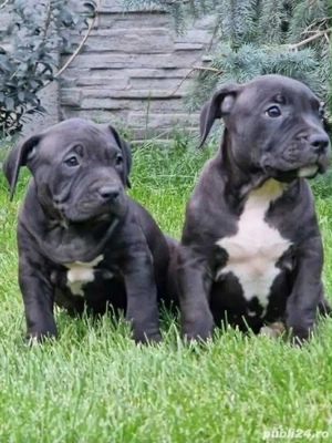 Pui American Bully - imagine 2