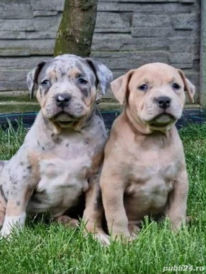 Pui American Bully - imagine 3