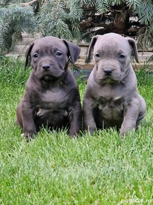 Pui American Bully - imagine 5