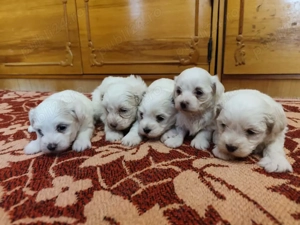 Pui Bichon Maltez - imagine 4