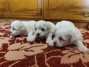 Pui Bichon Maltez - imagine 2