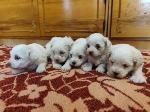 Pui Bichon Maltez - imagine 3