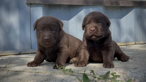 *Labrador Retriever*