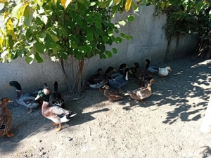 vand rate rouen - imagine 2