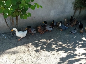 vand rate rouen - imagine 5