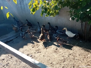 vand rate rouen - imagine 4