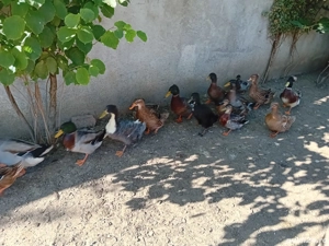 vand rate rouen - imagine 3