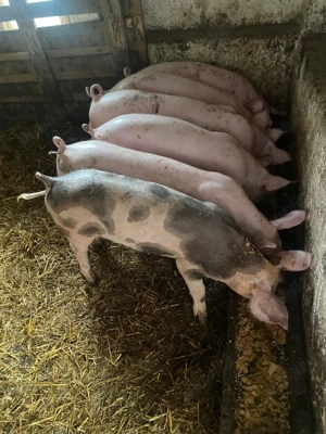 Vând purcei 550 lei 