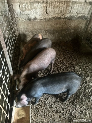 Vand 4 soldani de 40-50 kg