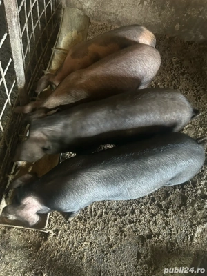 Vand 4 soldani de 40-50 kg - imagine 2