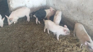 Vand purcei 10 saptamani