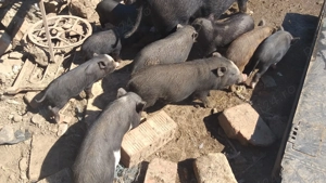 Vand purcei vietnamezi de 10 saptamani si de 6 saptamani