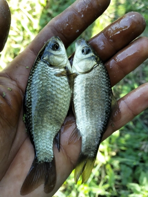 Caras viu pentru populare