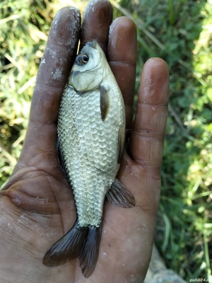 Caras viu pentru populare - imagine 3 Caras viu pentru populare - imagine 3