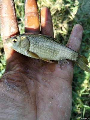 Caras viu pentru populare - imagine 4 Caras viu pentru populare - imagine 4