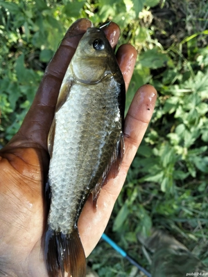 Caras viu pentru populare - imagine 5 Caras viu pentru populare - imagine 5