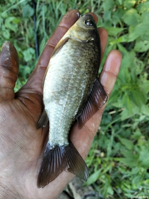 Caras viu pentru populare - imagine 2 Caras viu pentru populare - imagine 2