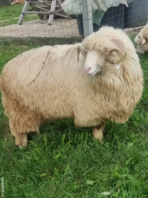 berbec Bal  - imagine 5 berbec Bal  - imagine 5