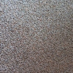 Cereale  secara, grau ,orz si orzoaica,porumb sticlos,ovaz