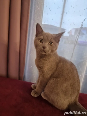 Motan British shorthair