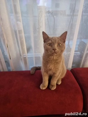 Motan British shorthair  - imagine 3