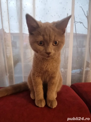 Motan British shorthair  - imagine 2