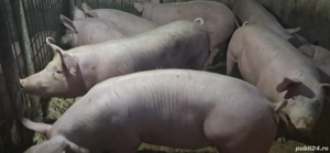 porci de carne  - imagine 3