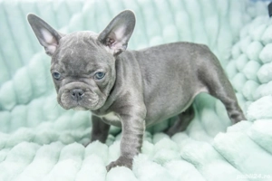 Bulldog Francez - blue - Transport in tara - buldog francez  - imagine 2