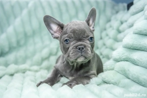 Bulldog Francez - blue - Transport in tara - buldog francez  - imagine 4