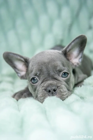 Bulldog Francez - blue - Transport in tara - buldog francez  - imagine 5